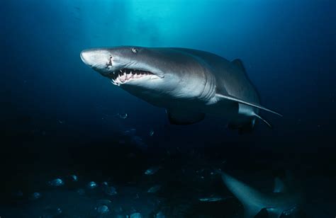 Fascinating Shark Mythology American Oceans
