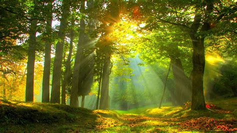 Beautiful Forest Scenery View With Sunbeam Hd Forest Wallpapers Hd Wallpapers Id