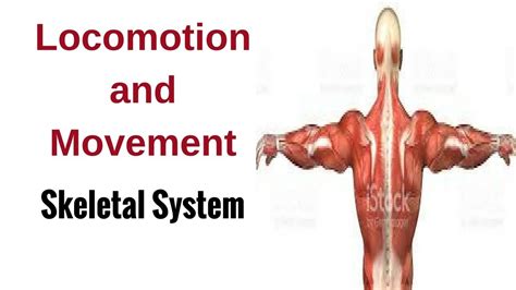 Locomotion And Movement Skeletal System Youtube