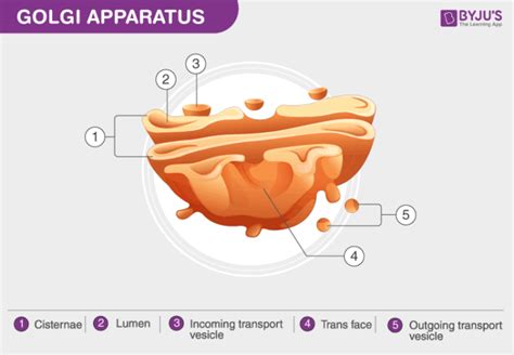Golgi Apparatus Labelled Diagram Hot Sex Picture