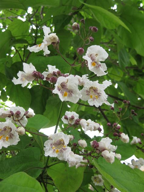 Catalpa is a midwest native tree that grows 40 to 60 feet tall, with a narrow, open, irregularly rounded crown and spreading branches. Trees of Santa Cruz County: Catalpa speciosa - Catalpa