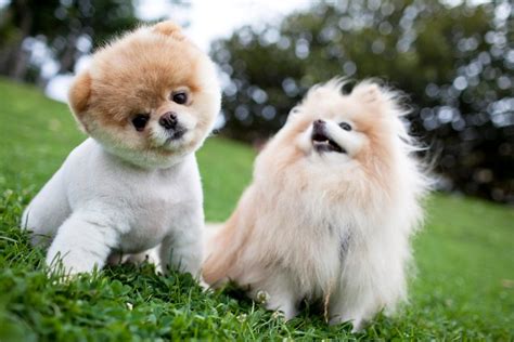 Funny Top 10 Cutest Puppies Ever L2sanpiero