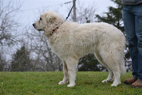 Great Pyrenees Puppies For Sale Craigslist Texas