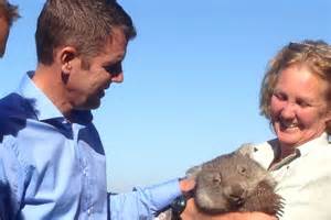 Nsw Election 2015 Premier Mike Baird Cuddles A Koala At Taronga Zoo