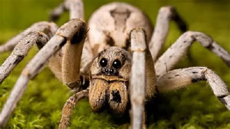 Wolf Spider Vs Wood Spider Differences And Similarities