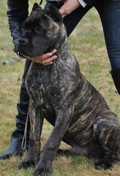 Cane Corso Puppies Behavior And Characteristics In Different Months
