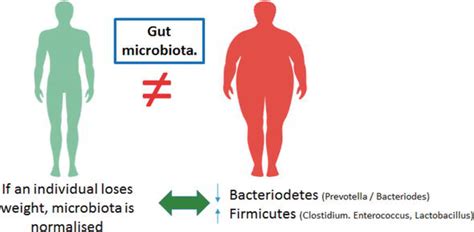 Gut Microbiota And Obesity Prebiotic And Probiotic Effects Intechopen