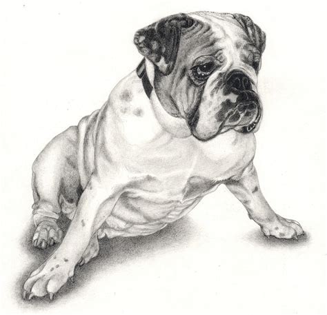 Bulldog Puppy Drawing By Ferris Cook Fine Art America