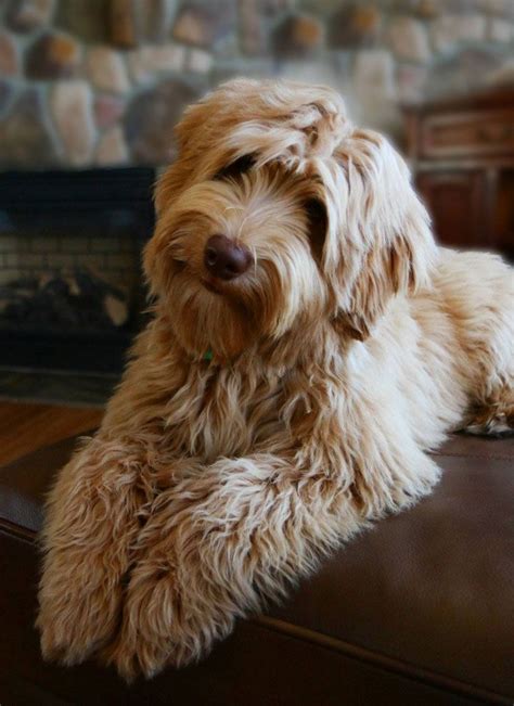 We have teamed up with alyson rodges of aly's puppy boot camp to provide our clients (and even our potential clients) with some. 18 best our next family member images on Pinterest | Cats ...