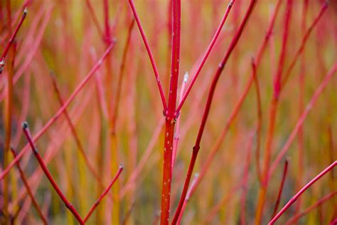 Red is the color at the end of the visible spectrum of light, next to orange and opposite violet. Red Twig Dogwood