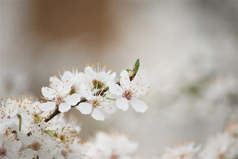 White Cherry Blossoms Flowering Spring Tree Hd Wallpaper Wallpaper