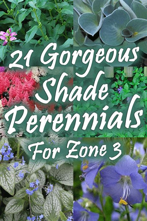 Prehistoric perennial fern that prefers rich loamy soil. 21 Gorgeous Shade Perennials for Zone 3 - Garden Tabs