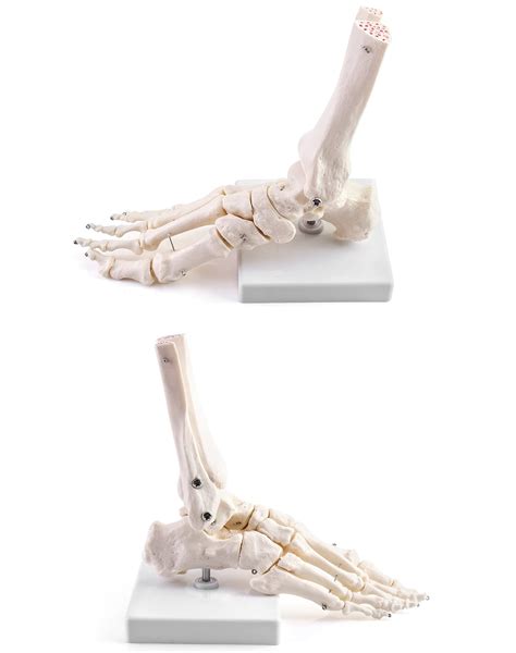Mua Qwork Human Foot Skeleton Model Life Size Medical Anatomy Foot And