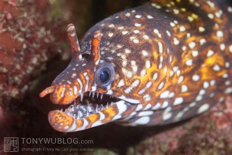 Colorful Dragon Moray Eel Enchelycore Pardalis Izu Peninsula Japan