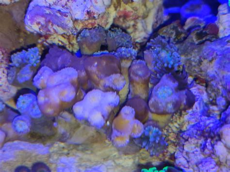 Dying Goniopora Of Brown Jelly Disease Reef Reef Saltwater And Reef