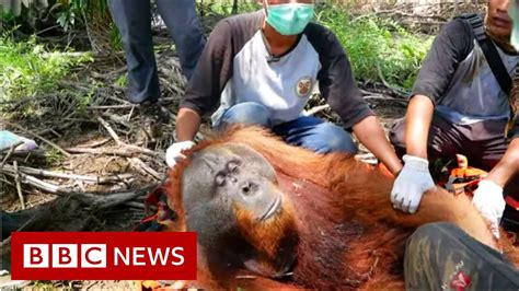 Orangutan Fire Palm Oil Plantations