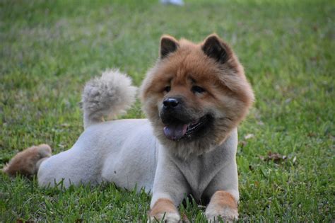 Outstandingly Amusing Information About The Chow Lab Mix Pet Ponder