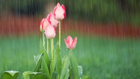 April Showers Bring May Flowers Origin 1800flowers Petal Talk