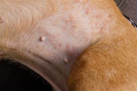 Do Fleas Cause Bald Spots On Dogs