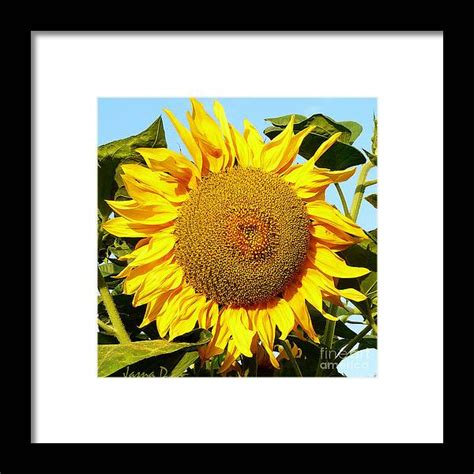Purchase A Framed Print Of The Photograph Sunflower 1 By Jasna