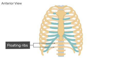 Structure of the Ribcage and Ribs