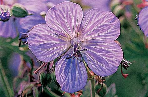 Purple flowers that grow every year. Top 10 Year-Round Perennials | Year-Round Plants - Birds ...