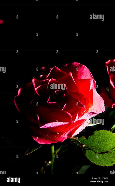 Red Rose Mister Lincoln Or Hybrid Tea Rose Flower Stock Photo Alamy