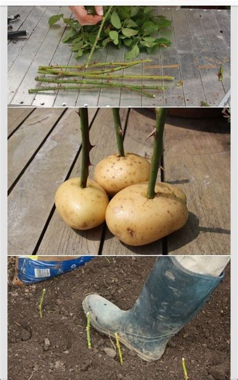 In root roses (grown from the cuttings of the uterine bush), the earthen lump is located on the same level with the. How To Replant Roses That You Get As A Gift | Plants, Rose ...