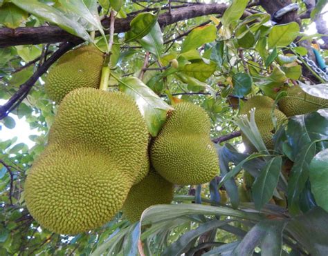 Growing Jackfruit In North Florida The Survival Gardener