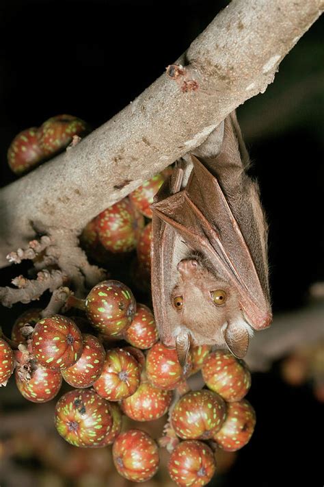 Fruit Bat With Figs Photograph By Ivan Kuzmin Fine Art America