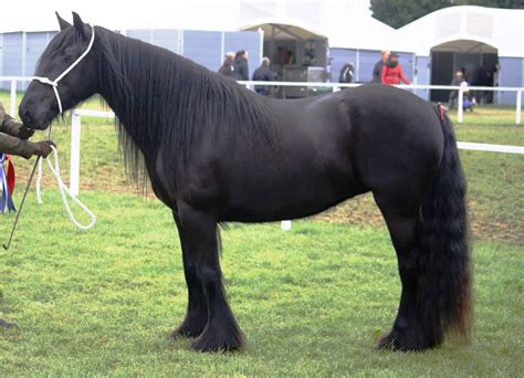 Five Of The Most Endangered Horse Breeds
