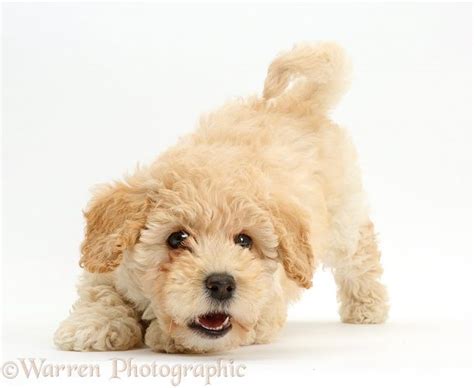 Photograph Of Cute Playful Poochon Puppy 6 Weeks Old Rights Managed