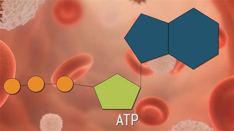 Molécula de ATP qué es características función e importancia