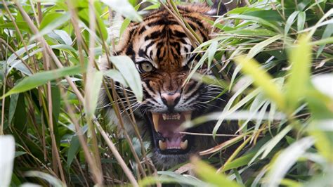 Tigers Wildlife Jungle Tiger Nature Danger Wild Stripe Tiger Hiding