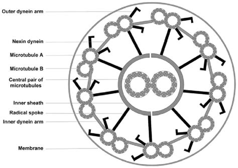 Schematic Diagram Of A Cross Section Of The Ciliary Axoneme With Nine