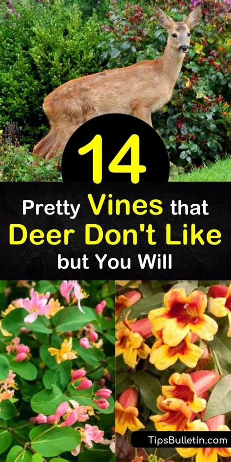 New growth and flower buds are the most vulnerable to deer browsing unlike horses, cows, and sheep, deer eat by browsing instead of grazing, so they will often skip from. 14 Pretty Vines that Deer Don't Like but You Will | Deer ...