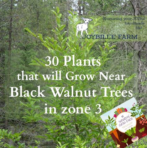 Other good choices for beginners are basil, zinnia, coleus, nasturtium and cosmos. 30 Plants That Will Grow Near Black Walnut Trees, in Zone ...