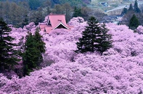 Fulfilled With The Attractions Of Japan Cherry Blossoms In