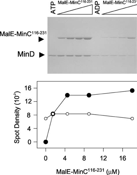 Saturable Binding Of Male Minc 116 231 To The Mind Bicelle Complex