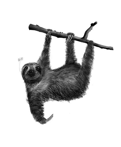 Drawing Of Sloth Drawing Image