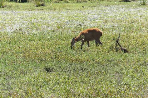 Pampas Animals Marsh Deer Grazing By The Water In The National