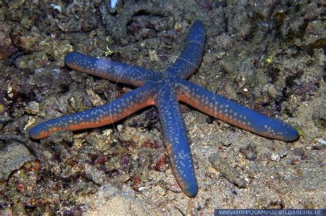 Linckia Laevigata Alias Blue Starfish Hippocampus Bildarchiv