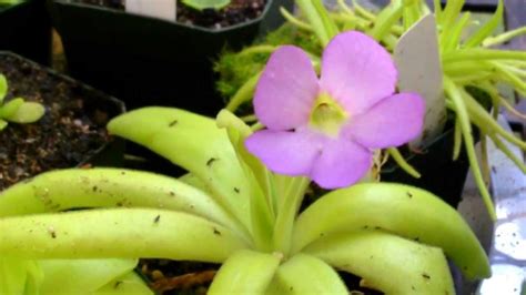 Carnivorous Plant Update Beautiful Butterwort Blooms How To Grow A