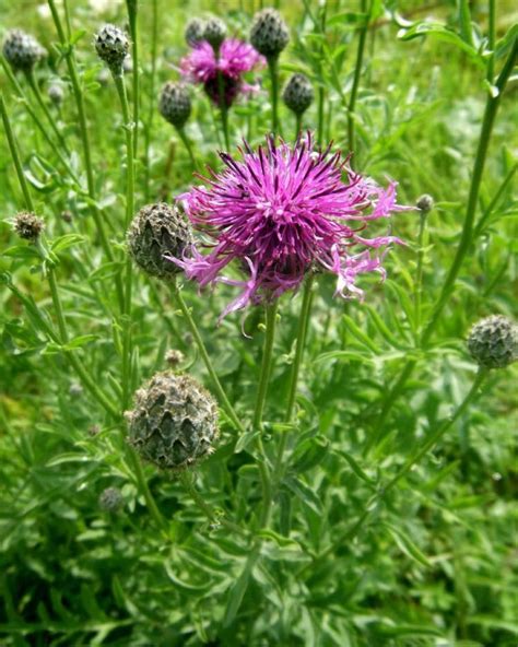 Centaurea Scabiosa Alchetron The Free Social Encyclopedia