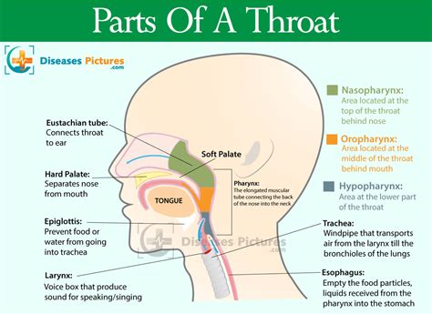 Throat Anatomy Throat Parts Pictures Functions Site Title