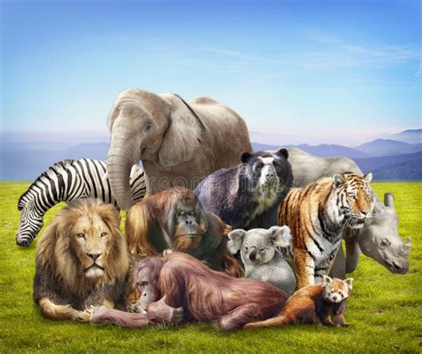 Group Of Animals Stock Image Image Of Conservation Concept 25269053
