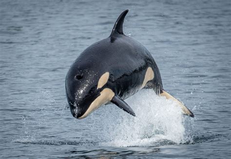 Animal Facts Orca Canadian Geographic