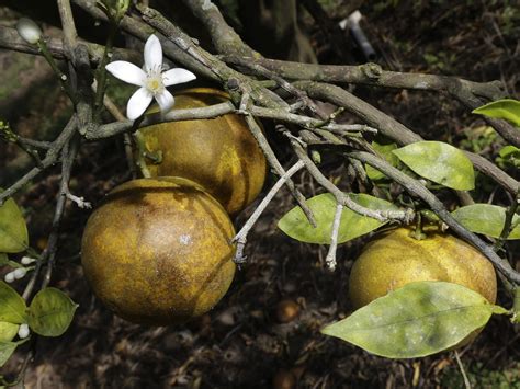 Time Is Running Out To Save Floridas Oranges Wusf News