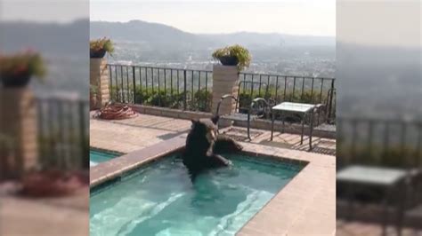 Bear Takes Dip In Hot Tub To Cool Off