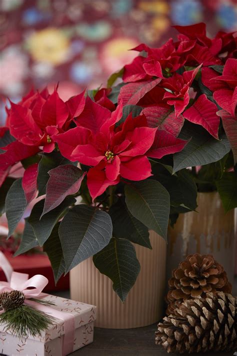 Red Poinsettias Are A Magnificent Christmas T Poinsettia